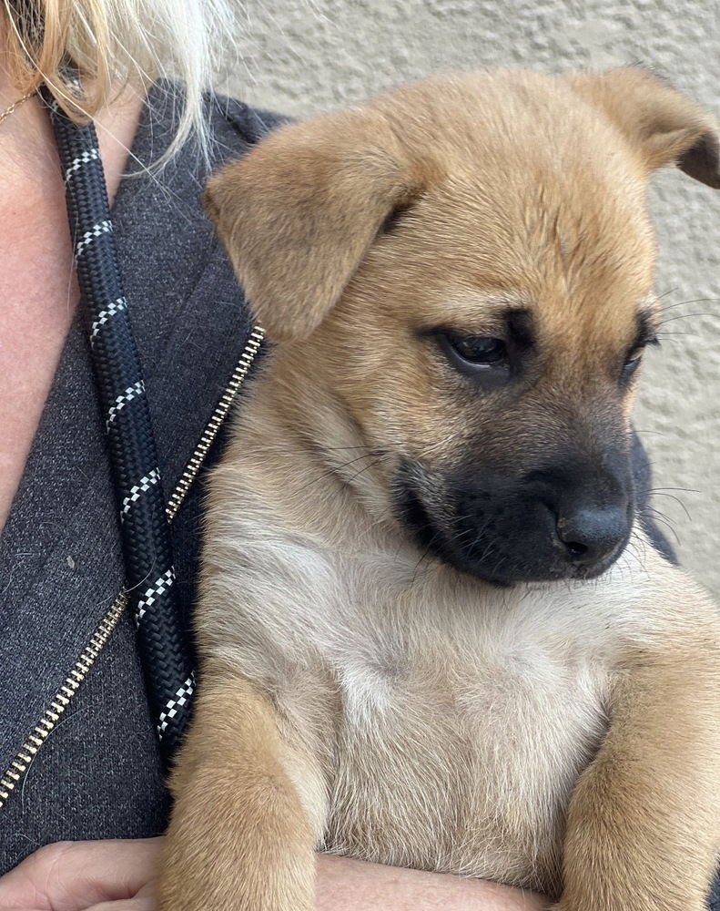 BUDDY - Shepherd available for adoption