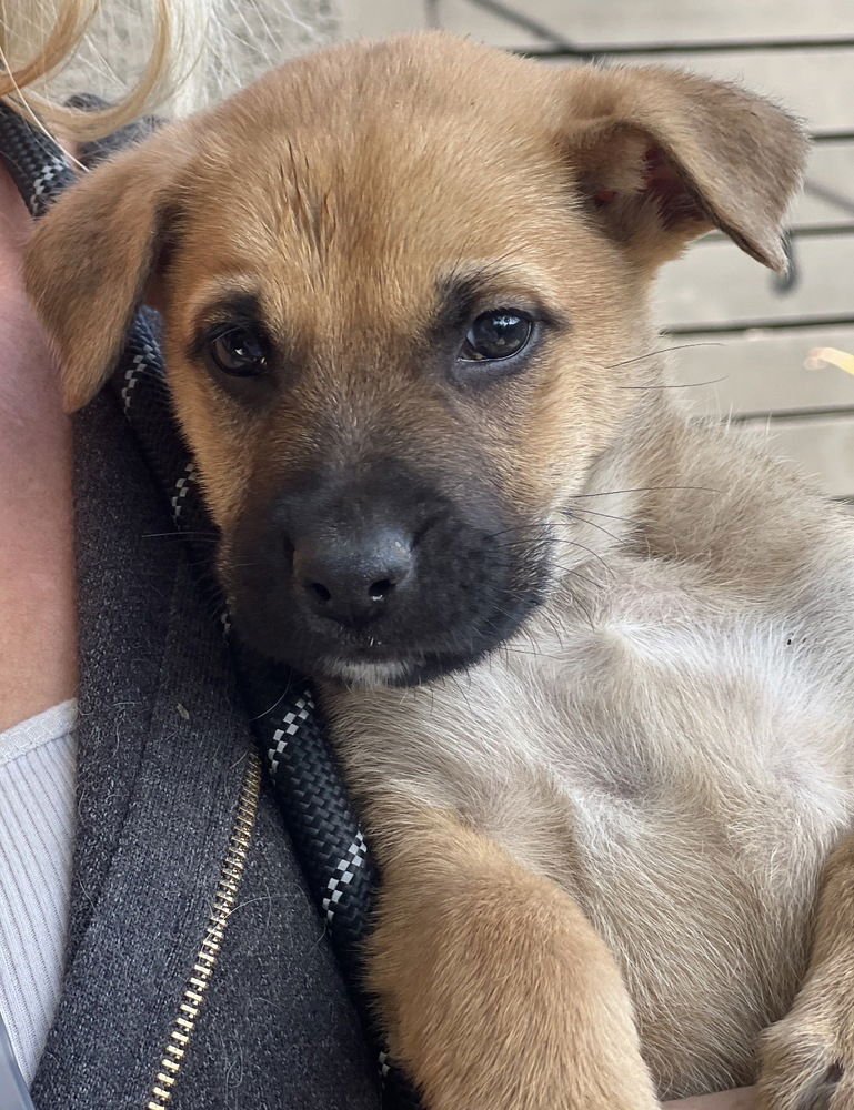 BUDDY - Shepherd available for adoption