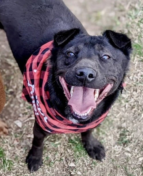ASPEN - Shar Pei / Labrador Retriever available for adoption