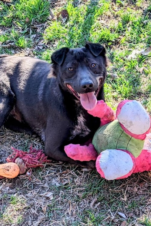 ASPEN - Shar Pei / Labrador Retriever available for adoption