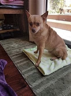 DUKE - Chihuahua available for adoption