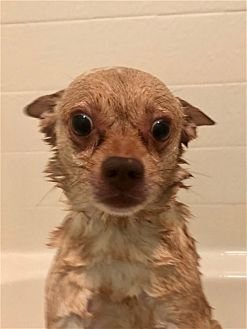 DUKE - Chihuahua available for adoption