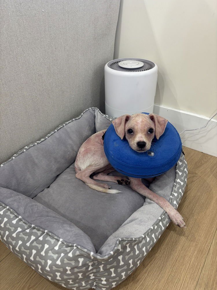 ROSIE - Chihuahua available for adoption