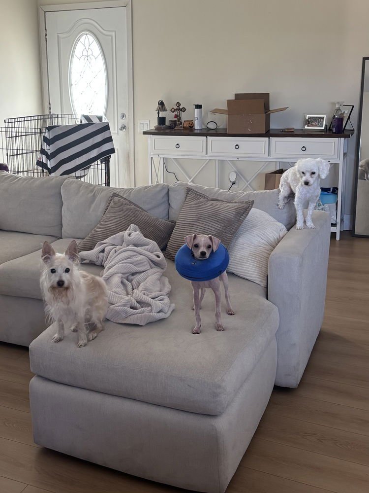 ROSIE - Chihuahua available for adoption