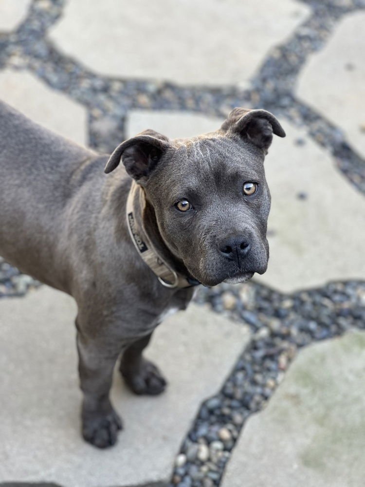 HAVANA - American Pit Bull Terrier available for adoption