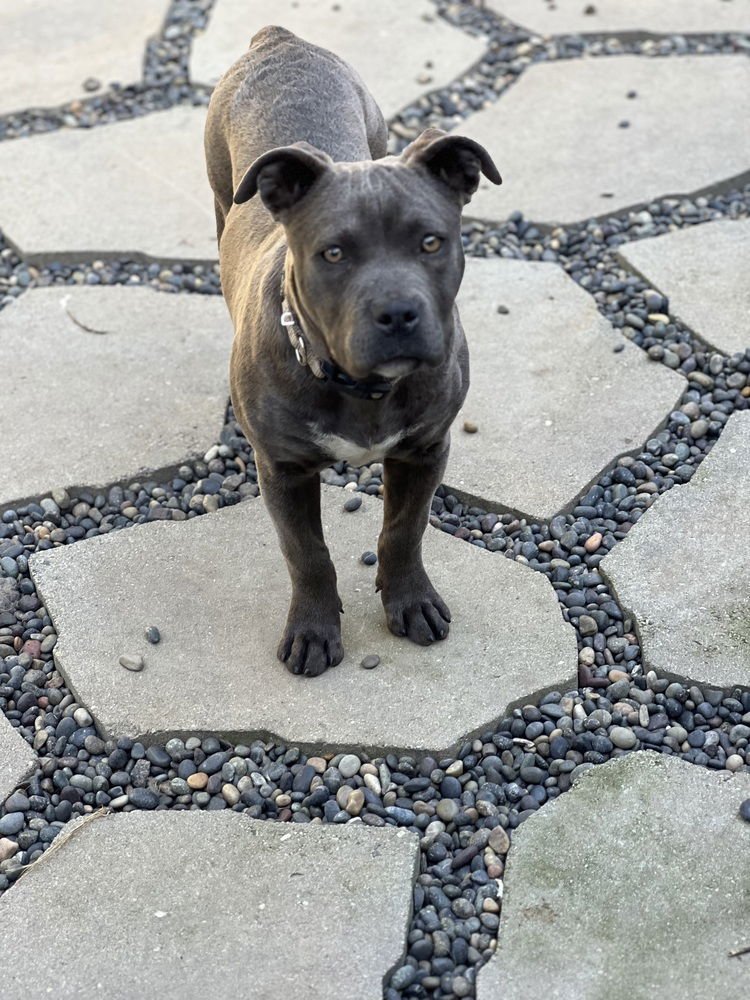 HAVANA - American Pit Bull Terrier available for adoption