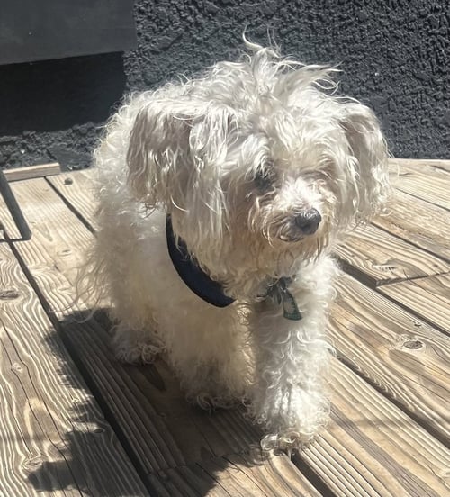 MAYA - Maltese / Poodle (Miniature) available for adoption