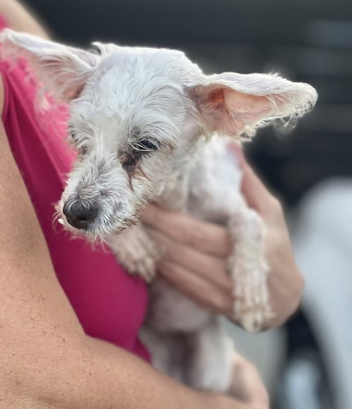 MAYA - Maltese / Poodle (Miniature) available for adoption