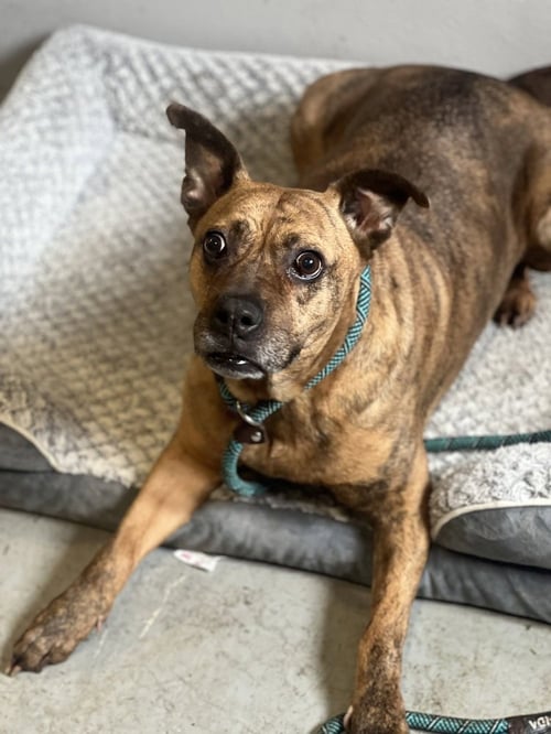 AVIA - Boxer / American Staffordshire Terrier available for adoption