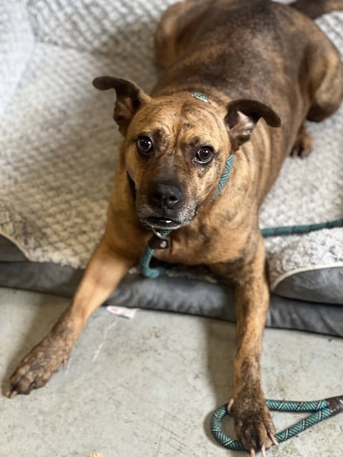 AVIA - Boxer / American Staffordshire Terrier available for adoption