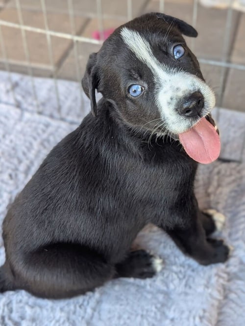 MEMPHIS - German Shepherd Dog available for adoption