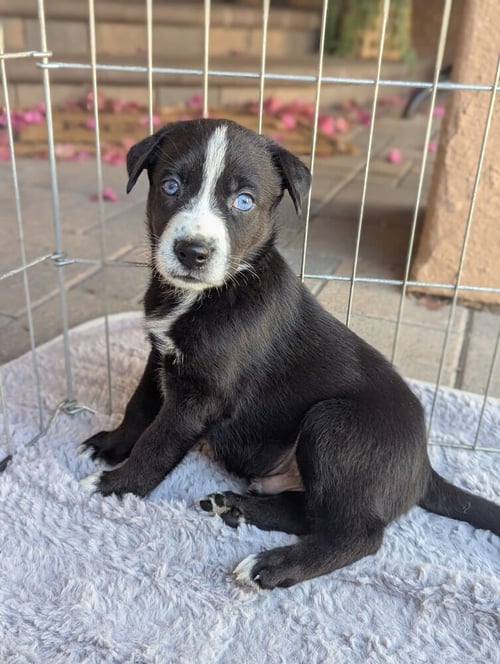 MEMPHIS - German Shepherd Dog available for adoption