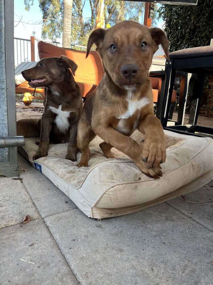 WALTER - Labrador Retriever available for adoption