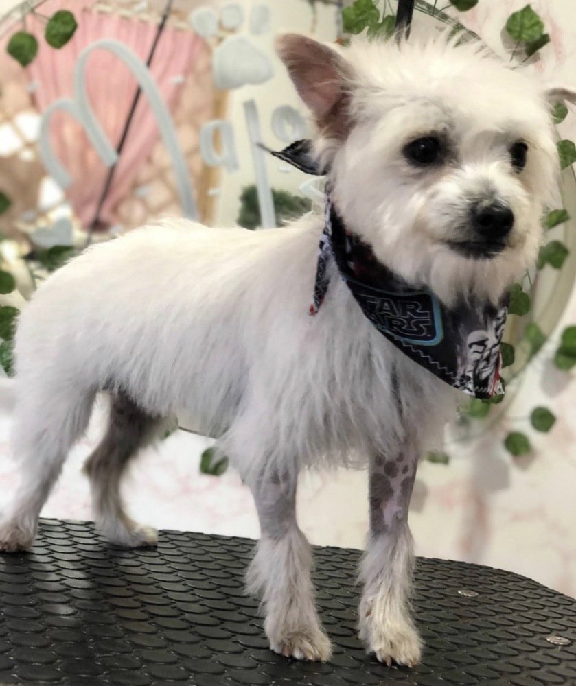 CHA CHA & CHURRO - Maltese / Terrier available for adoption