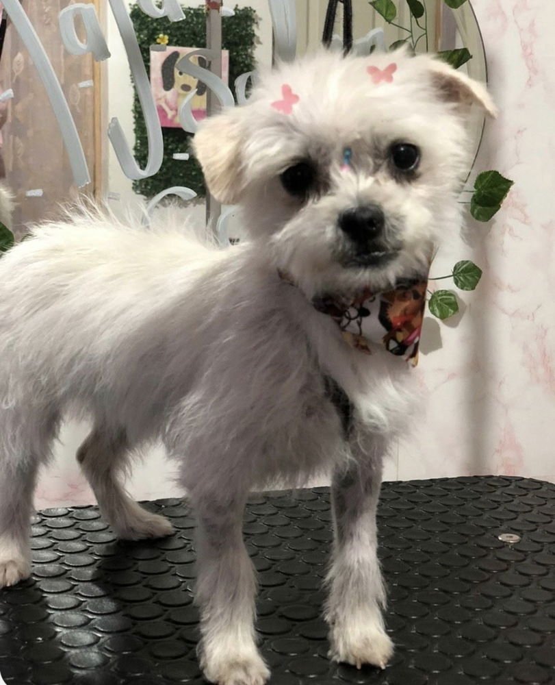 CHA CHA & CHURRO - Maltese / Terrier available for adoption