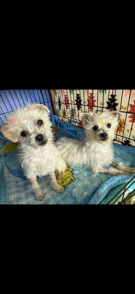 Cha cha & Churro - Photo 3