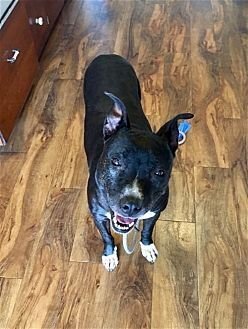 XENA GIRL - American Pit Bull Terrier / American Staffordshire Terrier available for adoption