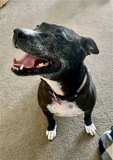 XENA GIRL - American Pit Bull Terrier / American Staffordshire Terrier available for adoption