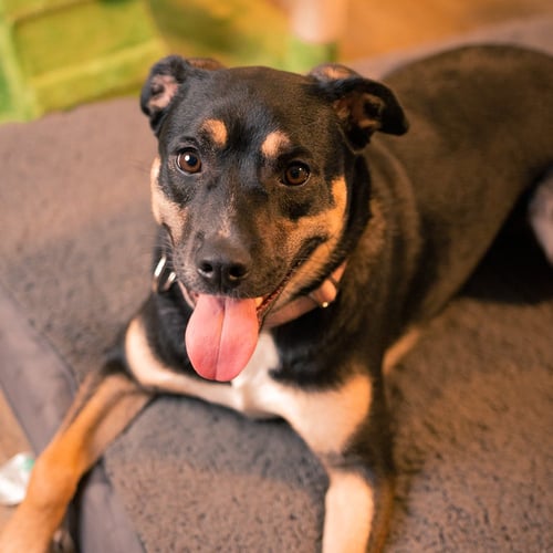 WENDY - Labrador Retriever / Shepherd available for adoption