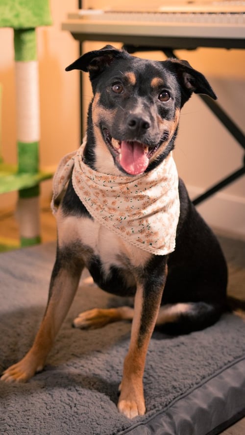 WENDY - Labrador Retriever / Shepherd available for adoption