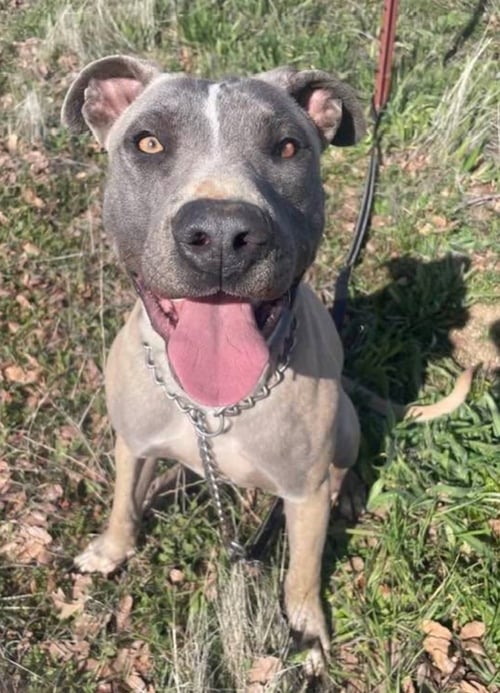 BLUE - American Staffordshire Terrier available for adoption