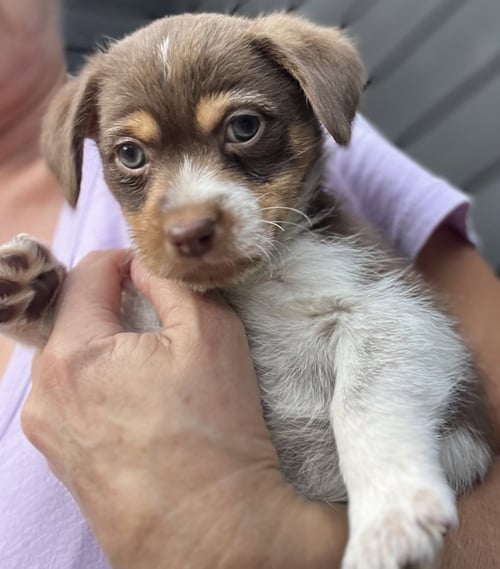 TATER - Terrier available for adoption