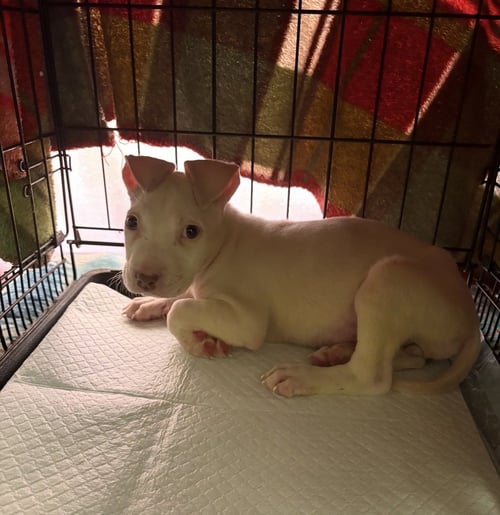 BIANCA - Terrier / Labrador Retriever available for adoption