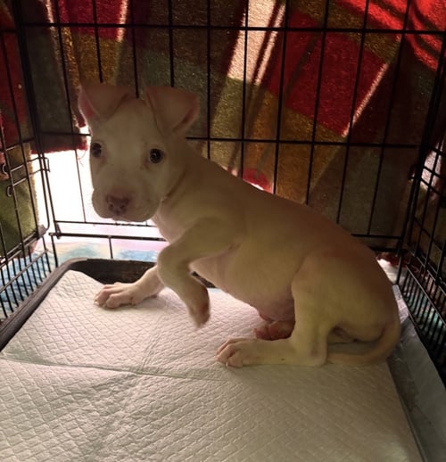BIANCA - Terrier / Labrador Retriever available for adoption
