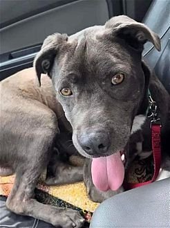 CLOVIS - Unknown available for adoption