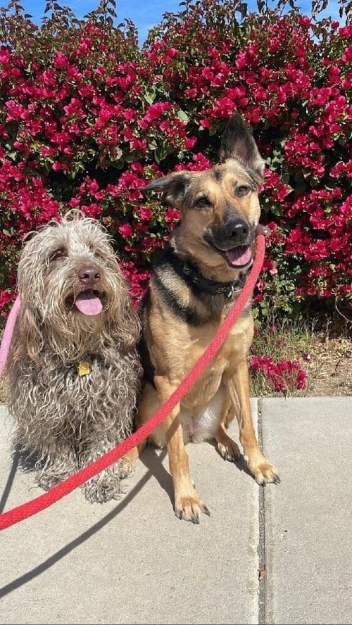 SADIE - Labrador Retriever / Shepherd available for adoption