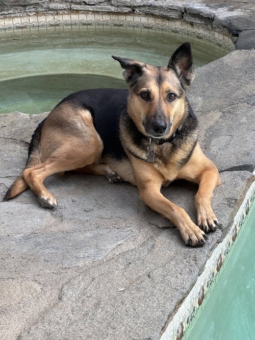 SADIE - Labrador Retriever / Shepherd available for adoption