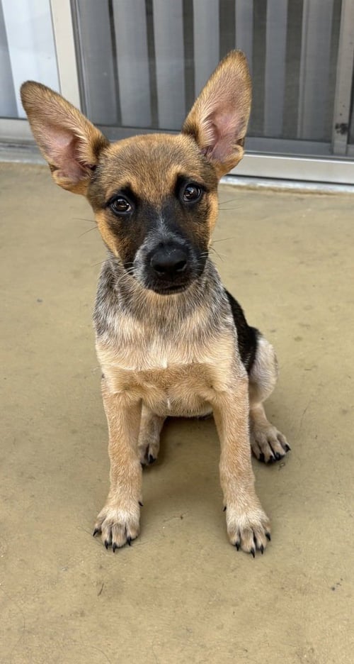 KAHLUA