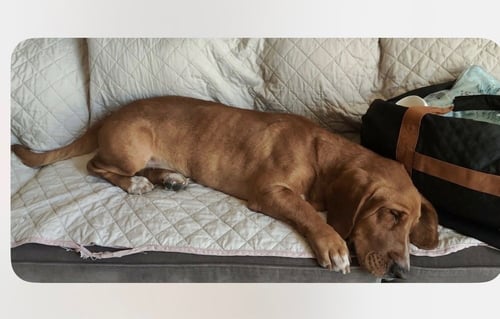 APOLLO - Basset Hound available for adoption