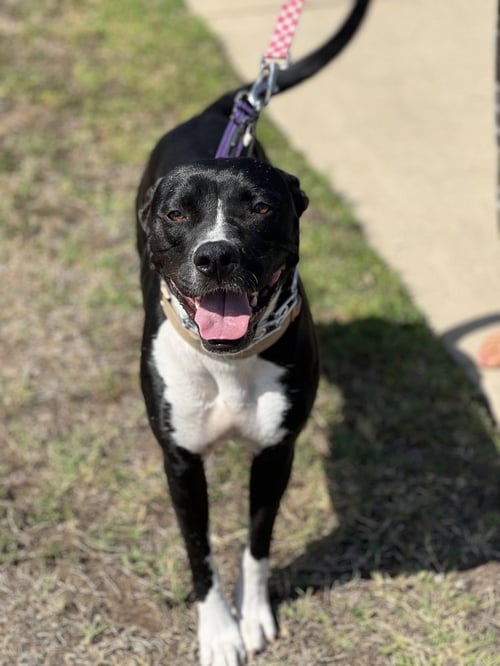 HURLEIGH - Pit Bull Terrier / Labrador Retriever available for adoption