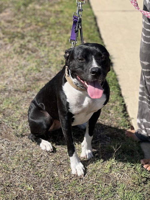 HURLEIGH - Pit Bull Terrier / Labrador Retriever available for adoption