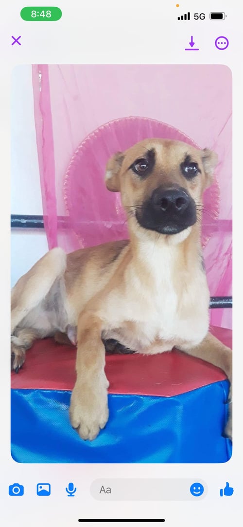 DOVER - Hound / Retriever available for adoption