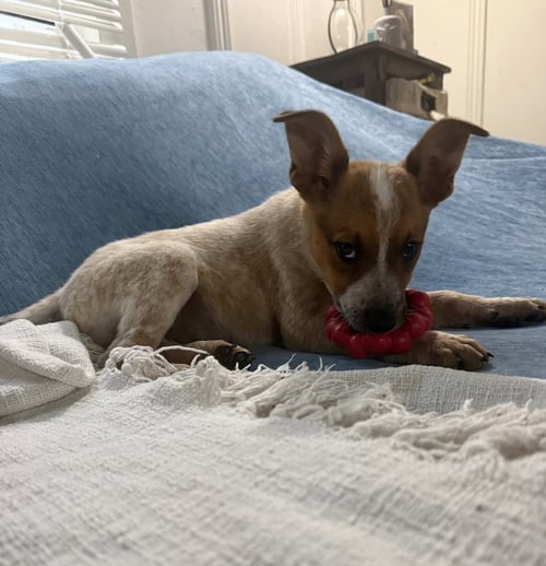 KASH - Cattle Dog / Shepherd available for adoption