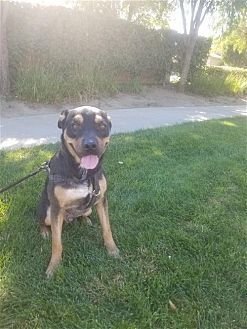 TYSON - Rottweiler / Shepherd available for adoption