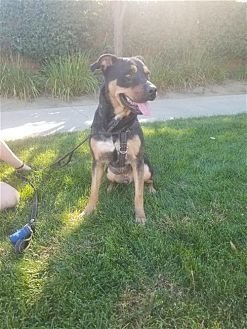 TYSON - Rottweiler / Shepherd available for adoption