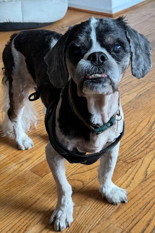 USHI - Shih Tzu / Cavalier King Charles Spaniel available for adoption