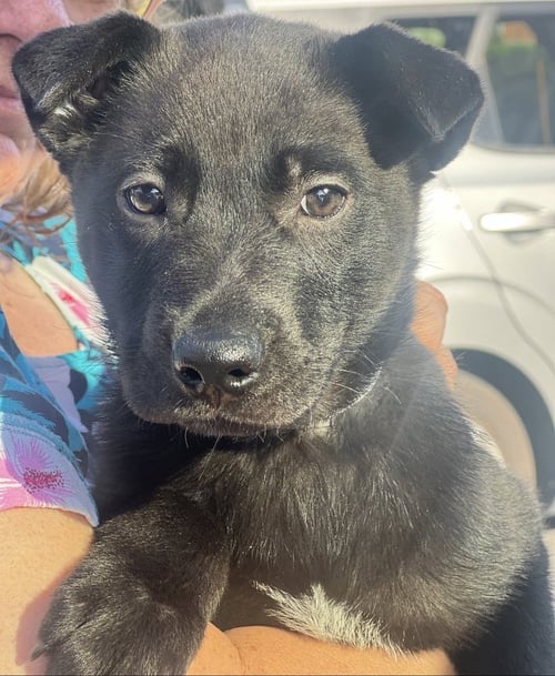 MARLOW - Labrador Retriever available for adoption