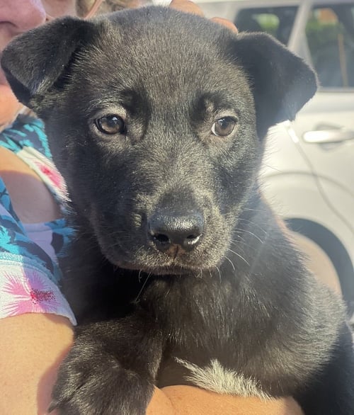 MARLOW - Labrador Retriever available for adoption