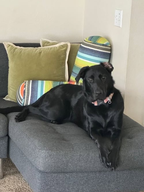 KAI - Black Labrador Retriever available for adoption