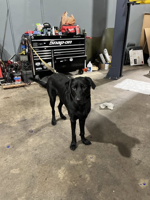 KAI - Black Labrador Retriever available for adoption