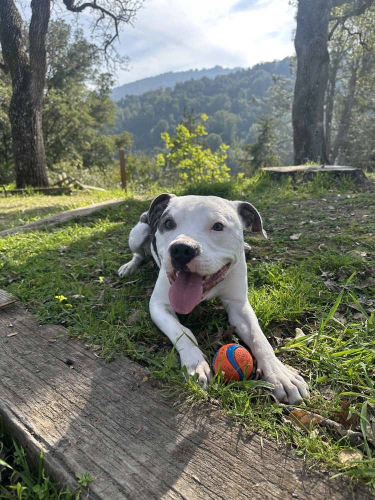 PETEY - American Staffordshire Terrier available for adoption