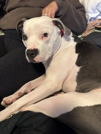 Petey - Photo 3