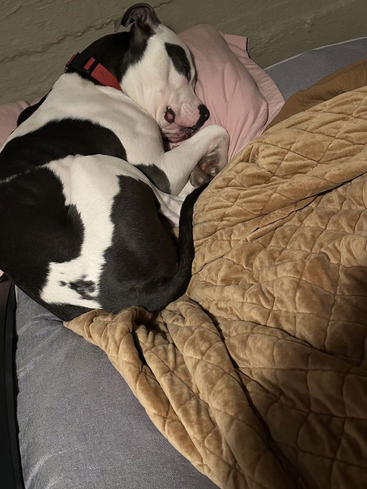 PETEY - American Staffordshire Terrier available for adoption