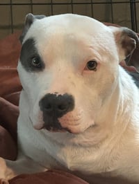 Petey - Photo 4