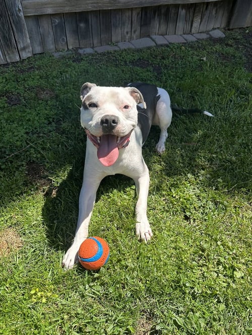 PETEY - American Staffordshire Terrier available for adoption