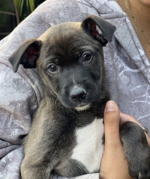 SABLE - Terrier available for adoption